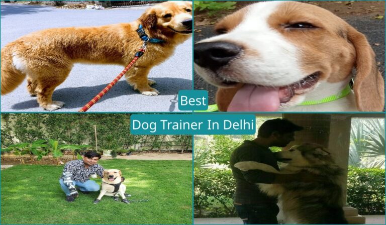 Best Dog Trainer In Delhi