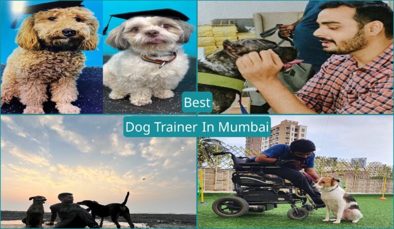 Best Dog Trainer In Mumbai