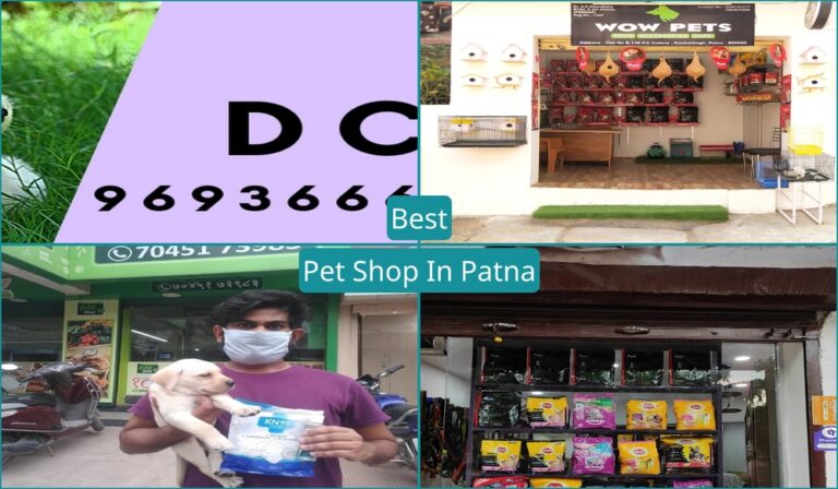 Best Pet Shop In Patna
